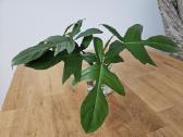 Philodendron Florida Green karpiniai - nuotraukos Nr. 3