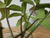 Philodendron Florida Green karpiniai - nuotraukos Nr. 4