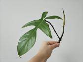 Philodendron Florida Green karpiniai