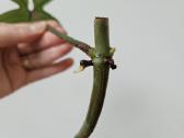 Philodendron Florida Green karpiniai - nuotraukos Nr. 5