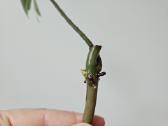 Philodendron Florida Green karpiniai - nuotraukos Nr. 6