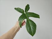Philodendron Florida Green karpiniai - nuotraukos Nr. 2