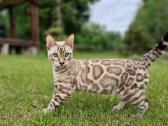 Snieginis leopardinis bengaliukas su dok.