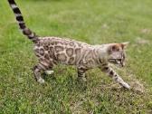 Snieginis leopardinis bengaliukas su dok. - nuotraukos Nr. 2