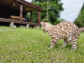 Snieginis leopardinis bengaliukas su dok. - nuotraukos Nr. 3