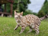 Snieginis leopardinis bengaliukas su dok. - nuotraukos Nr. 4