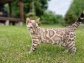 Snieginis leopardinis bengaliukas su dok. - nuotraukos Nr. 5