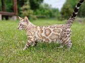 Snieginis leopardinis bengaliukas su dok. - nuotraukos Nr. 6