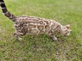 Snieginis leopardinis bengaliukas su dok. - nuotraukos Nr. 7