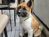 Akita inu