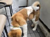 Akita inu - nuotraukos Nr. 2