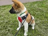 Akita inu - nuotraukos Nr. 3