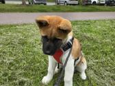 Akita inu - nuotraukos Nr. 4