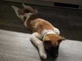 Akita inu - nuotraukos Nr. 5
