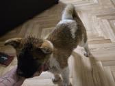 Akita inu - nuotraukos Nr. 7