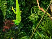 Madagaskaro Gekonas - nuotraukos Nr. 2