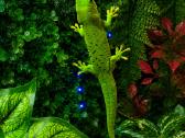 Madagaskaro Gekonas - nuotraukos Nr. 3