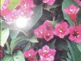 Veigele Bristol Ruby