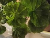 Pelargonija