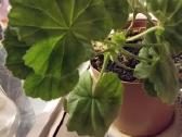 Pelargonija - nuotraukos Nr. 2