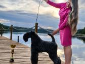 Kerry Blue Terrier (Keribliūterjetas) - nuotraukos Nr. 4