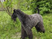 Kerry Blue Terrier (Keribliūterjetas) - nuotraukos Nr. 5