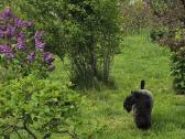 Kerry Blue Terrier (Keribliūterjetas) - nuotraukos Nr. 6