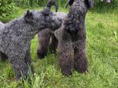 Kerry Blue Terrier (Keribliūterjetas) - nuotraukos Nr. 7