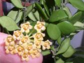 Hoya Pubera - nuotraukos Nr. 4