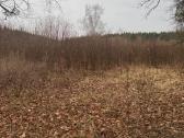 Krūmų ir medžių frezavimas/mulčiavimas Kaune - nuotraukos Nr. 6