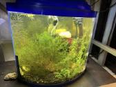 Akvariumas ir 3 vnt krevetynai - nuotraukos Nr. 2