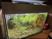 Akvariumas ir 3 vnt krevetynai - nuotraukos Nr. 3