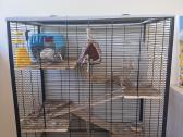 Parduodame du Degu berniukus su dideliu narvu.