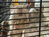 Parduodame du Degu berniukus su dideliu narvu. - nuotraukos Nr. 4