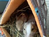 Parduodame du Degu berniukus su dideliu narvu. - nuotraukos Nr. 3