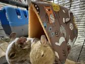 Parduodame du Degu berniukus su dideliu narvu. - nuotraukos Nr. 2