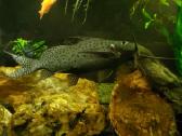 Samukai, ancitrusai, synodontis eupterus