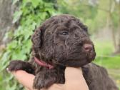 Ispanų vandens šuo (Perro de Agua Espaol) Fci šun - nuotraukos Nr. 4
