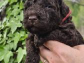 Ispanų vandens šuo (Perro de Agua Espaol) Fci šun - nuotraukos Nr. 7