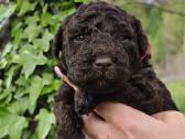 Ispanų vandens šuo (Perro de Agua Espaol) Fci šun - nuotraukos Nr. 8