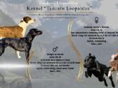 Katahulos Leopardinių šuniukų vada Lietuvoje