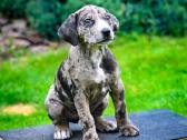 Katahulos Leopardinių šuniukų vada Lietuvoje - nuotraukos Nr. 6