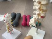 Kineziterapeutui :stuburo maketai, svareliai