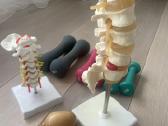 Kineziterapeutui :stuburo maketai, svareliai - nuotraukos Nr. 2
