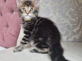 Mainecoon girl