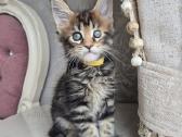 Mainecoon girl - nuotraukos Nr. 2