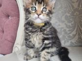 Mainecoon girl - nuotraukos Nr. 3