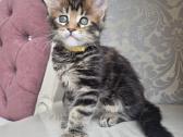 Mainecoon girl - nuotraukos Nr. 4