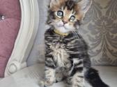 Mainecoon girl - nuotraukos Nr. 5