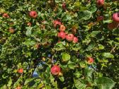 Patogi vieta: 6a sodas su nameliu ir pastatais - nuotraukos Nr. 5